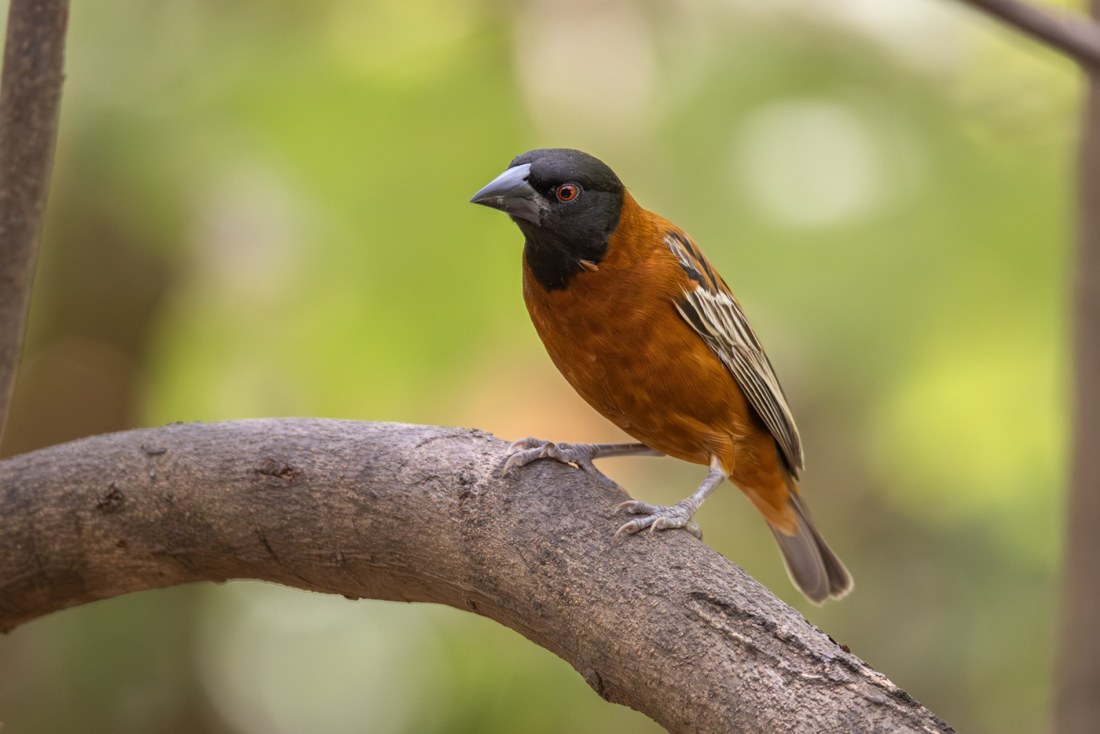 image Chestnut Weaver
